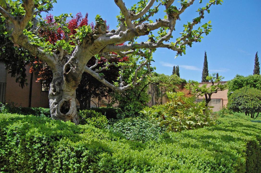 Un Vergel Al Pie De La Alhambra. Enjoy It Now!! Granada Buitenkant foto